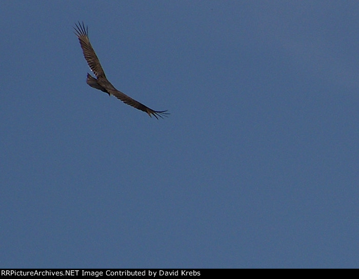 Floating turkey vulture.